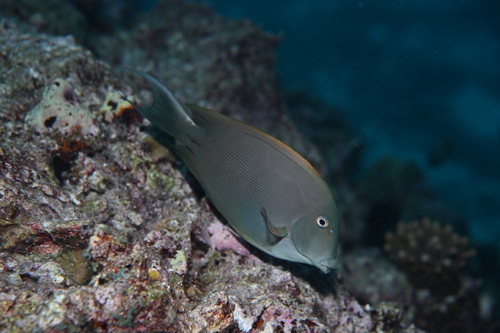 Ctenochaetus striatus