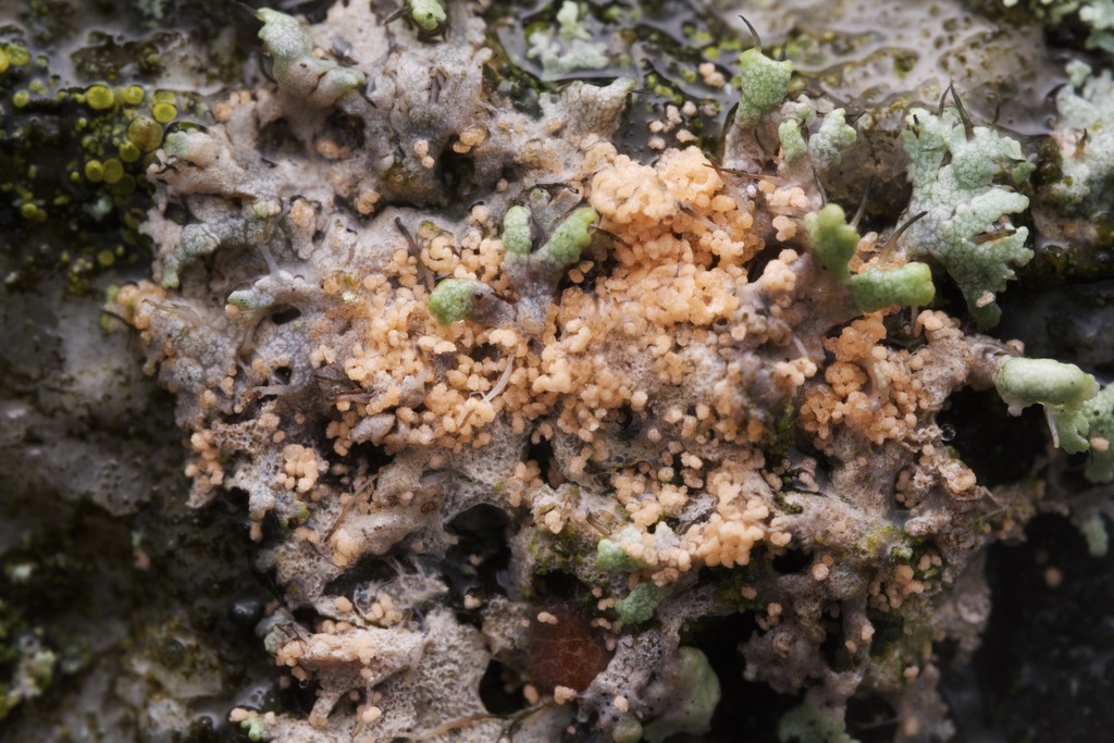 Erythricium aurantiacum · December 2025 · photo: © eyekosaeder (iNaturalist, cc0)