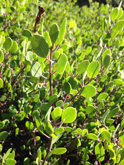 Arctostaphylos hookeri hookeri