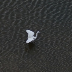Egretta garzetta