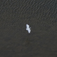 Egretta garzetta