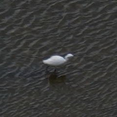 Egretta garzetta