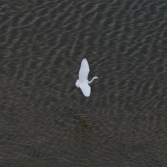 Egretta garzetta