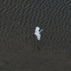 Egretta garzetta