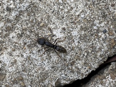 Ectomomyrmex