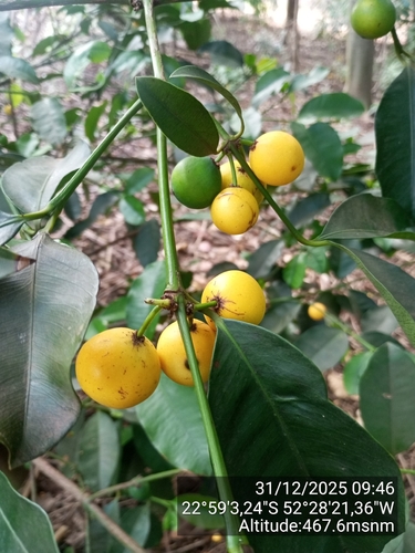 Garcinia gardneriana