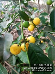 Garcinia gardneriana