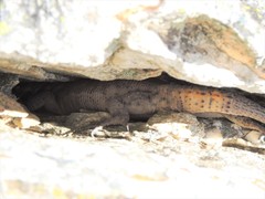 Pseudocordylus microlepidotus