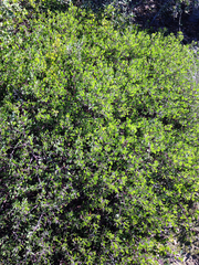 Arctostaphylos hookeri hookeri