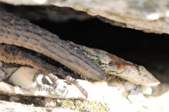 Pseudocordylus microlepidotus
