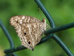 Junonia rhadama