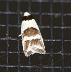 Eulechria triferella