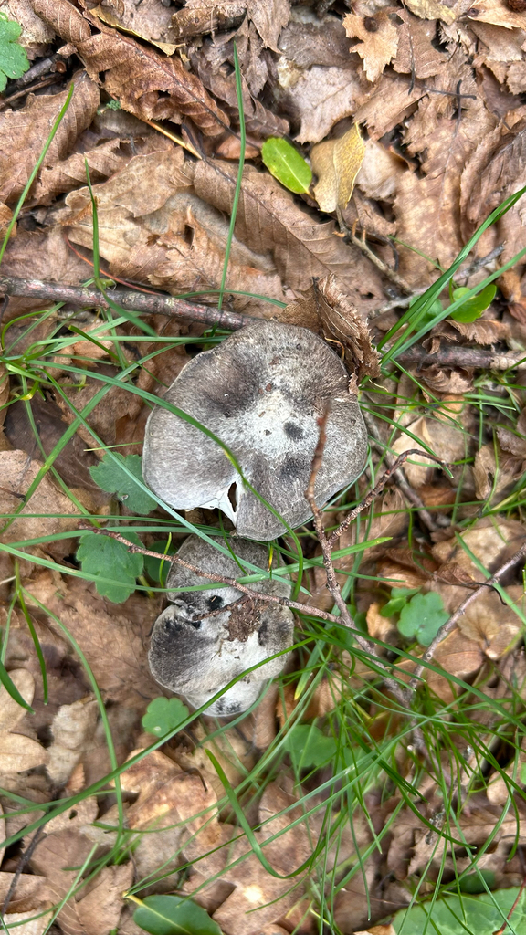 Tricholoma terreum · December 2025 · photo: © aidworker (iNaturalist, cc-by)