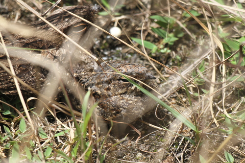 Madagascar Nightjar (Caprimulgus madagascariensis), photo 7