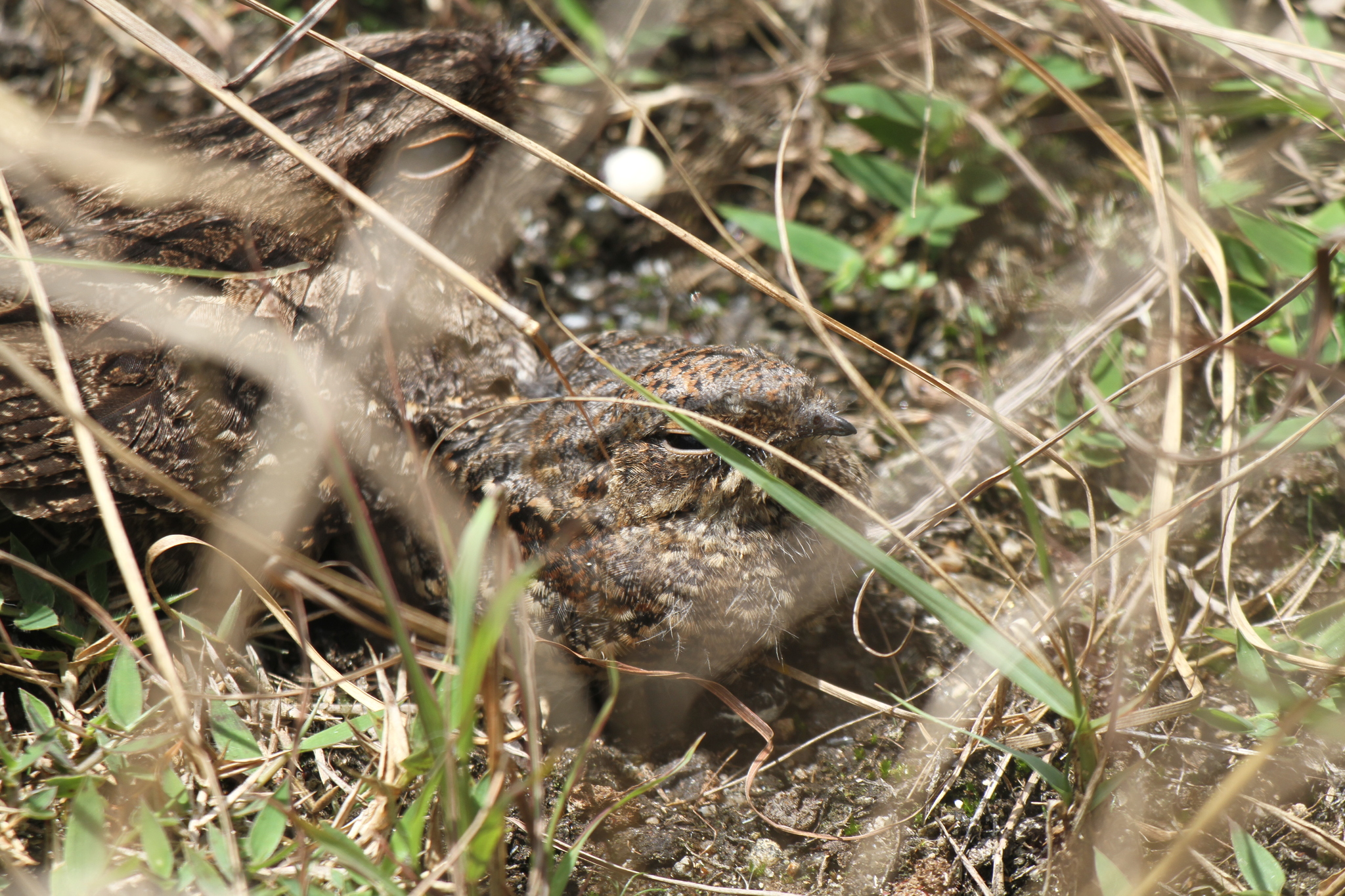 Madagascar Nightjar (Caprimulgus madagascariensis), photo 6