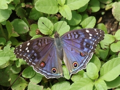 Junonia rhadama