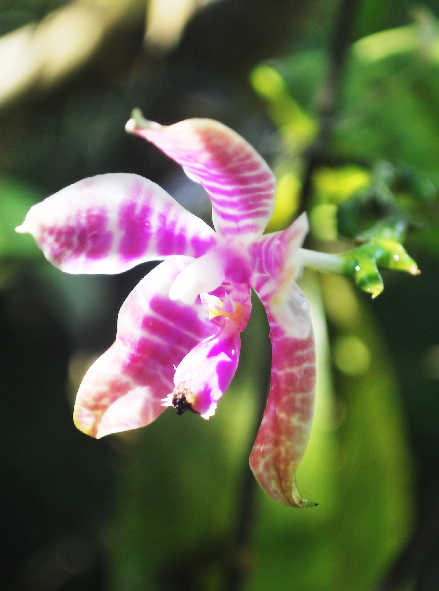 Imagem de Orquídea-borboleta