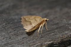 Ischalis variabilis