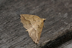 Ischalis variabilis