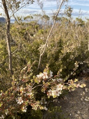 Leptospermum glaucescens