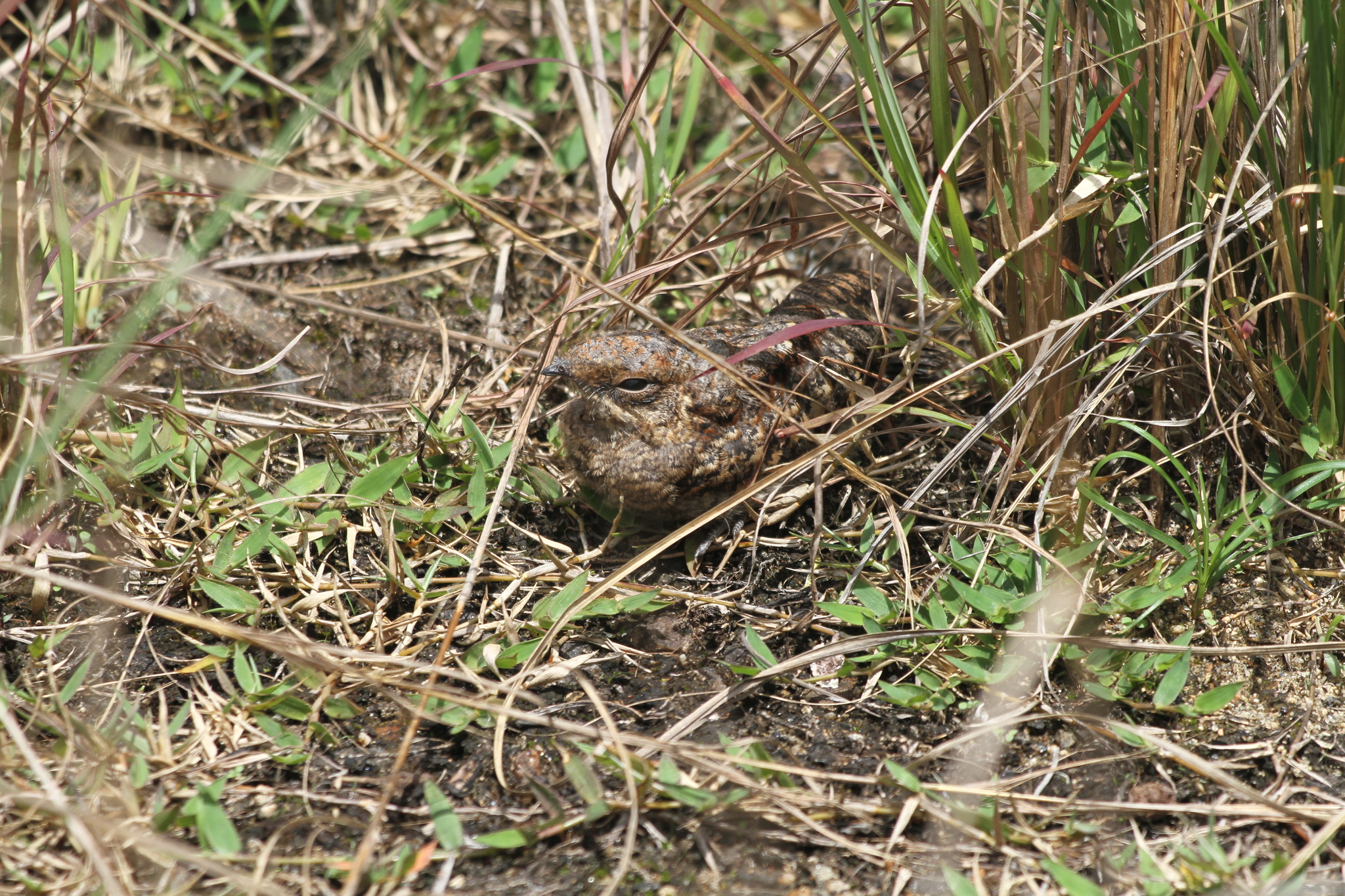 Madagascar Nightjar (Caprimulgus madagascariensis), photo 5