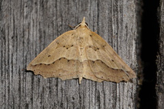 Ischalis variabilis