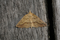 Ischalis variabilis