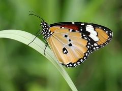 Danaus chrysippus orientis