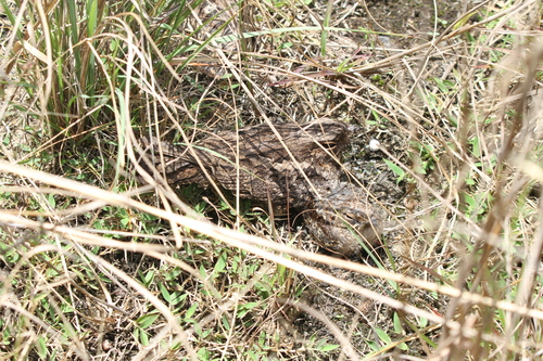 Madagascar Nightjar (Caprimulgus madagascariensis), photo 8