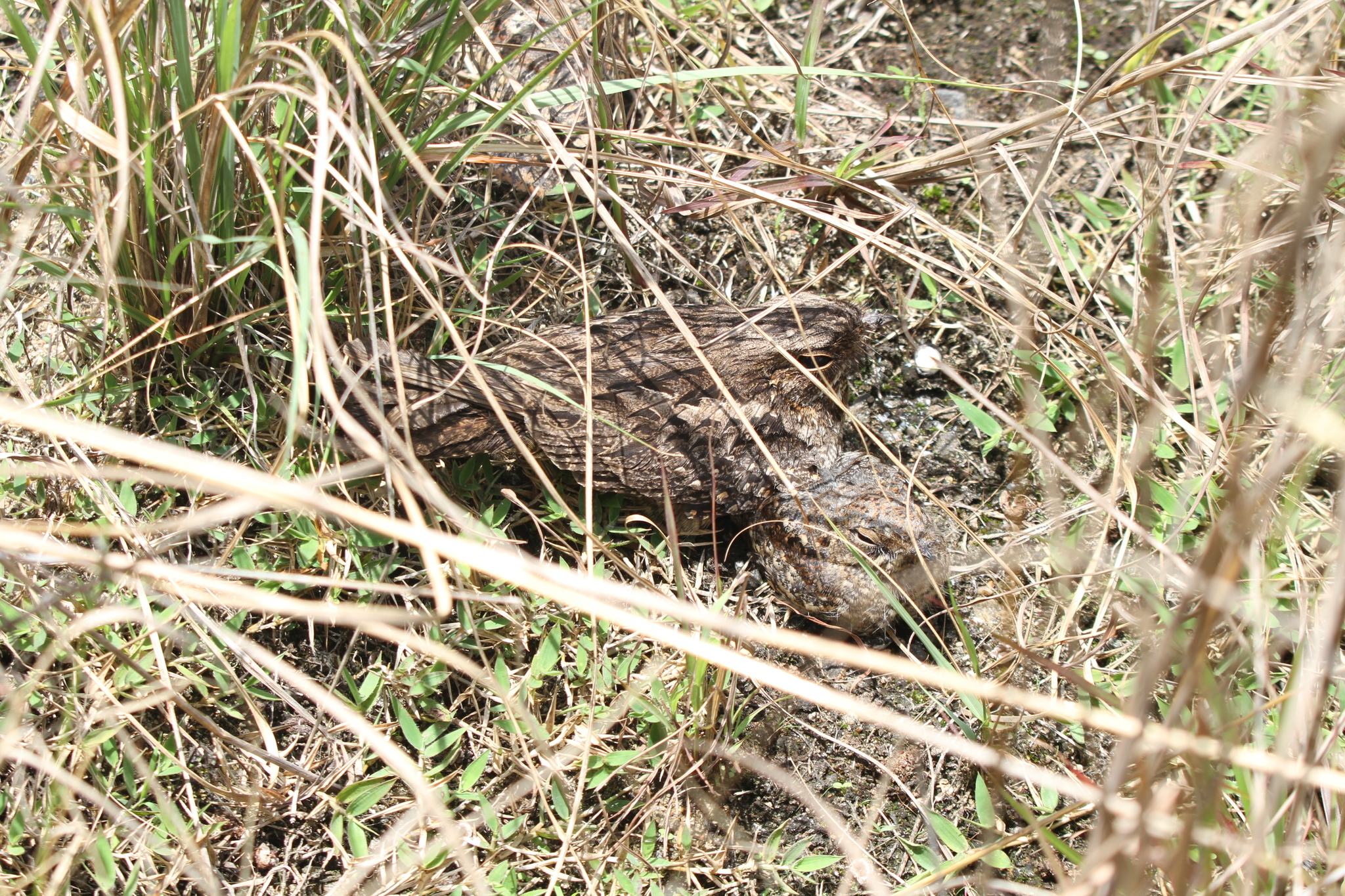 Madagascar Nightjar (Caprimulgus madagascariensis), photo 7