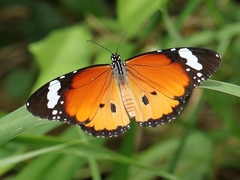 Danaus chrysippus orientis