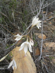 Tritonia flabellifolia