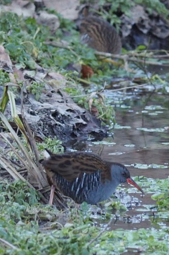 Wasserralle