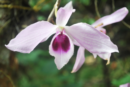 Dendrobium anosmum