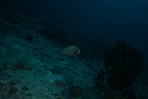 White-spine Surgeonfish — seen at this dive site