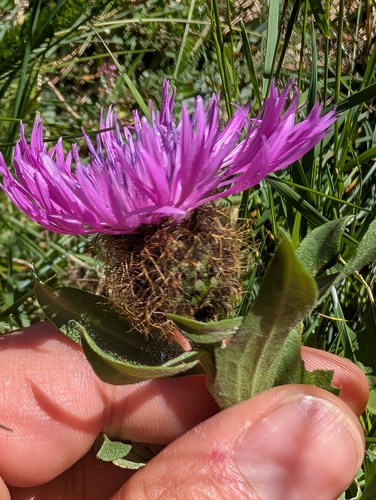 singleflower knapweed (Centaurea nervosa)