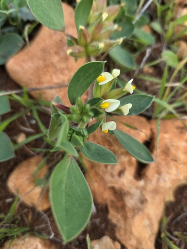 Bladder Vetch