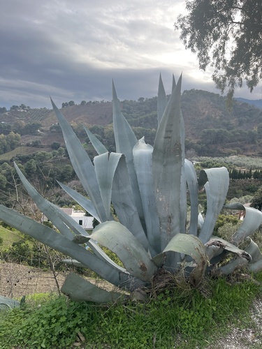 Avistamiento Pita (Agave americana)