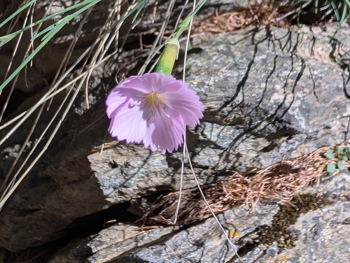 Alpine wood pink (Dianthus inodorus)