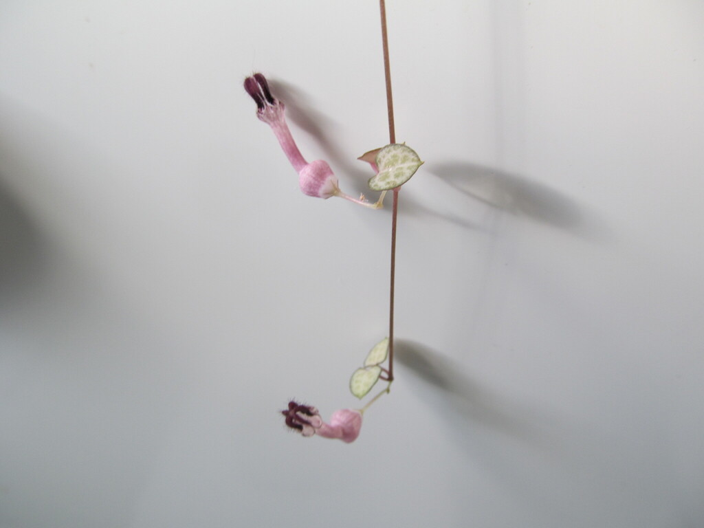 Ceropegia woodii heart-shaped leaf detail