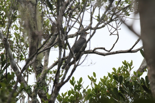 Madagascar Cuckoo (Cuculus rochii)