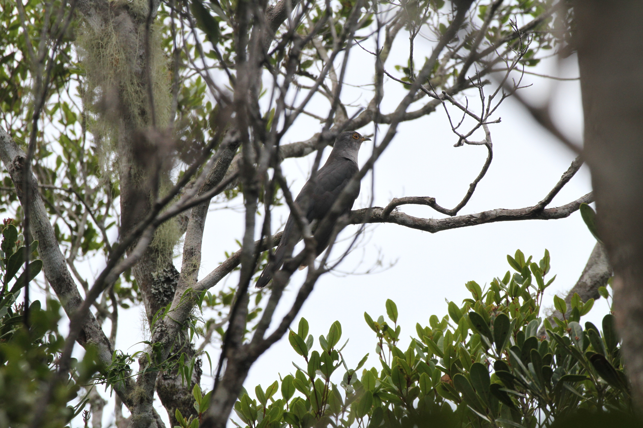 Madagascar Cuckoo (Cuculus rochii), photo 1