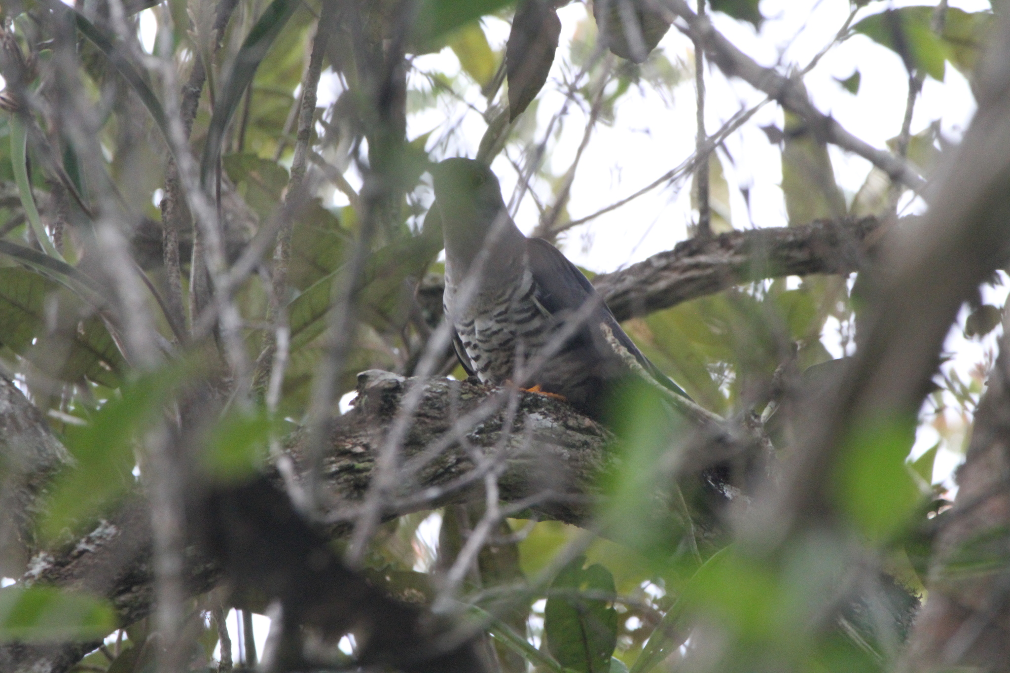 Madagascar Cuckoo (Cuculus rochii), photo 2