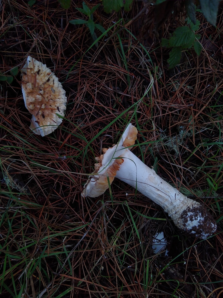 Amanita magniverrucata · December 2025 · photo: © johnkenny54 (iNaturalist, cc0)