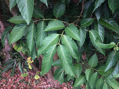 Leea philippinensis