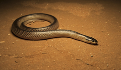 Suta nigriceps