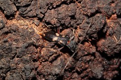Phoracantha punctata