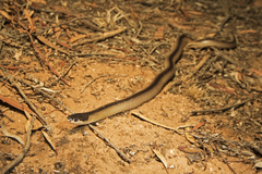 Suta nigriceps