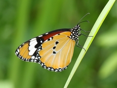 Danaus chrysippus orientis