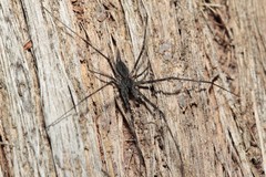 Tamopsis fickerti